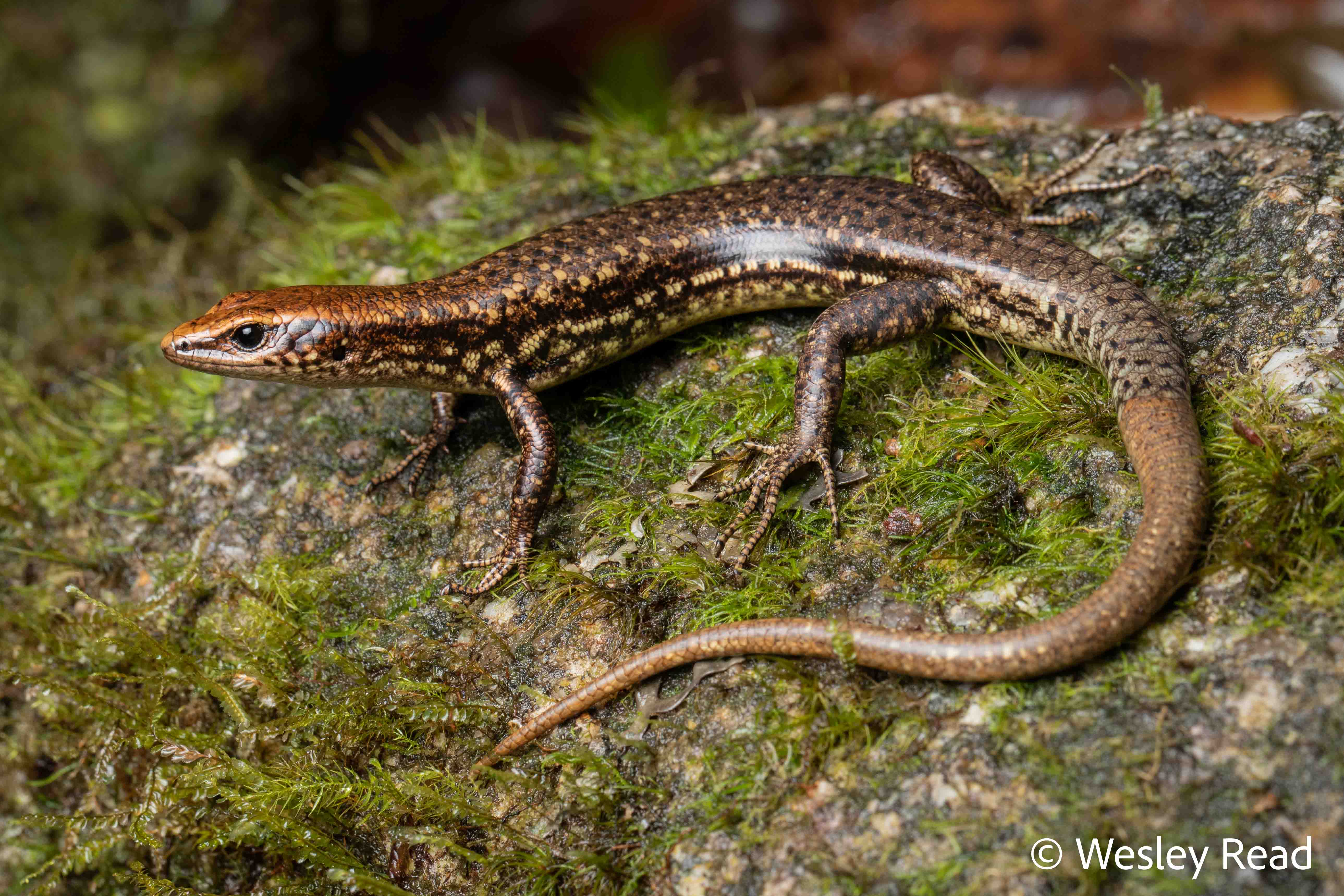 Techmarscincus jigurru