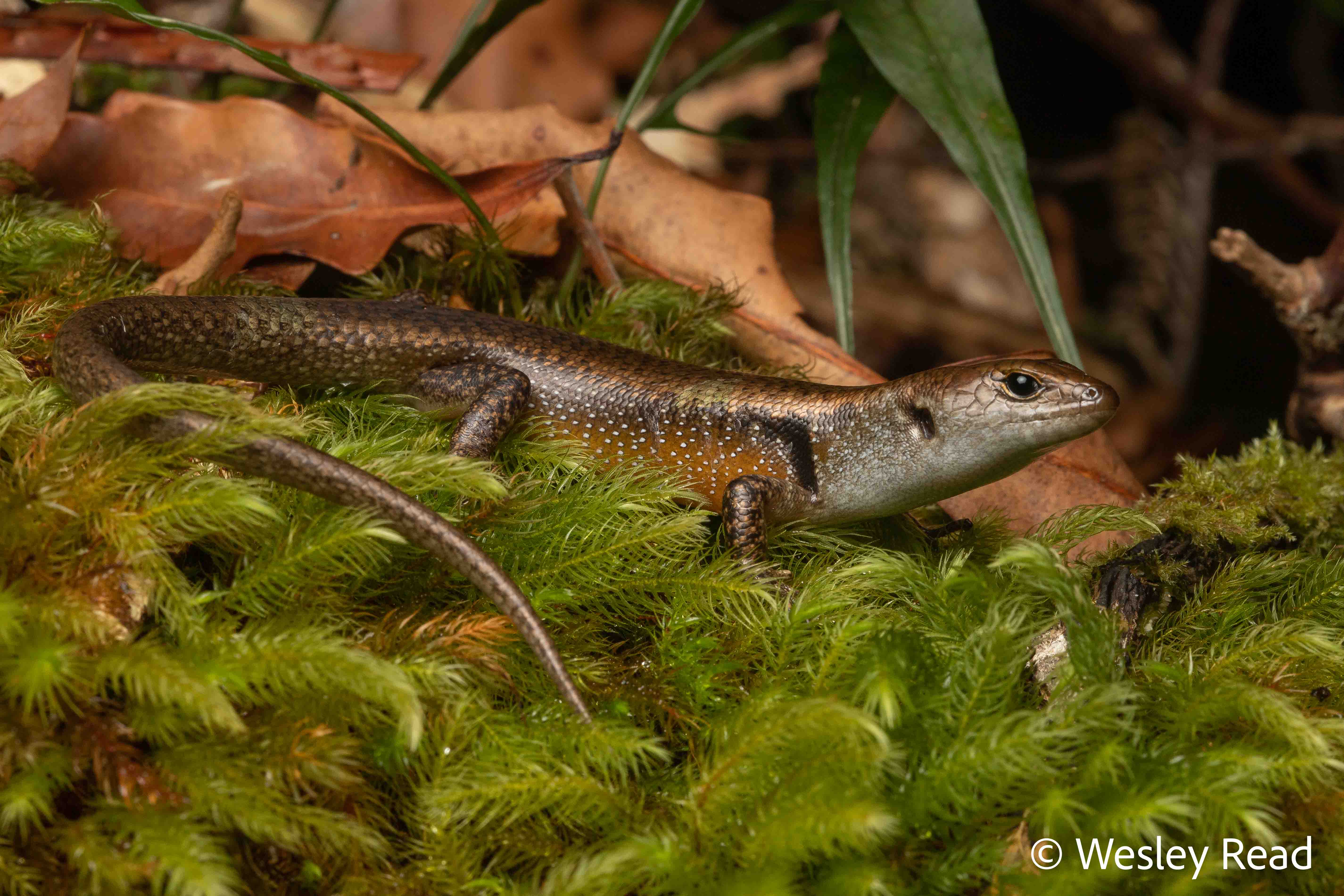 Tumbunascincus luteilateralis