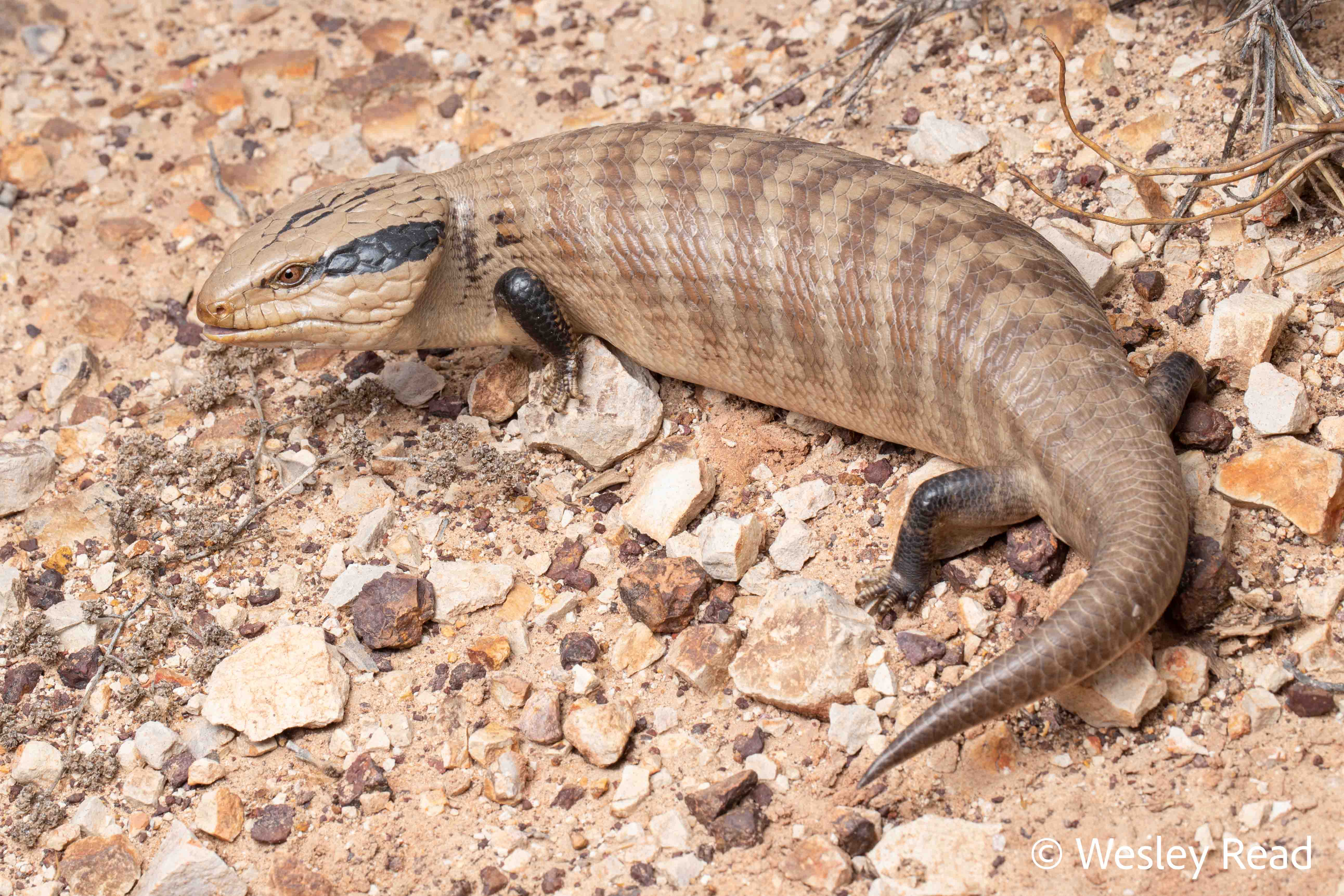 Tiliqua multifasciata