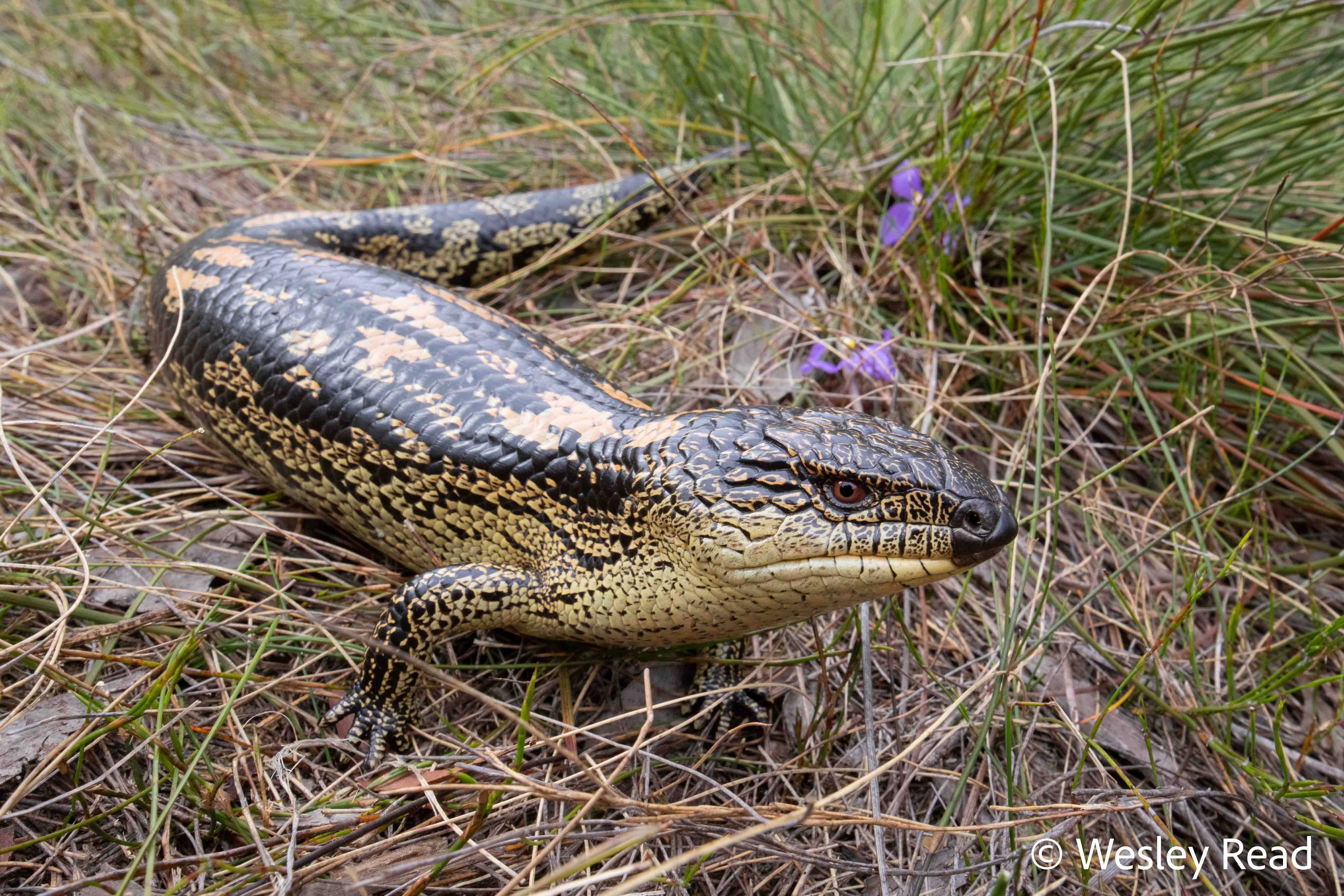 Tiliqua nigrolutea