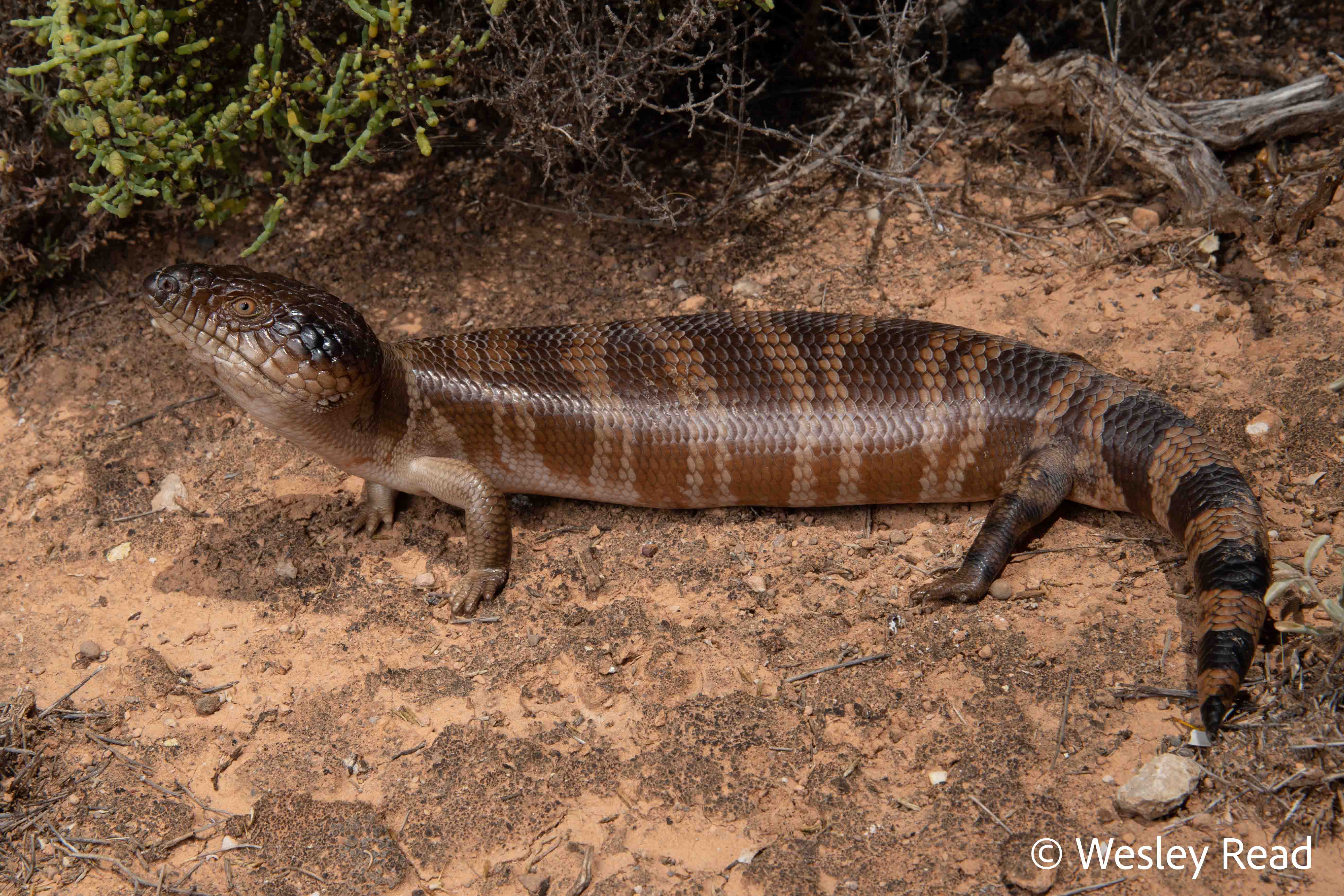 Tiliqua occipitalis