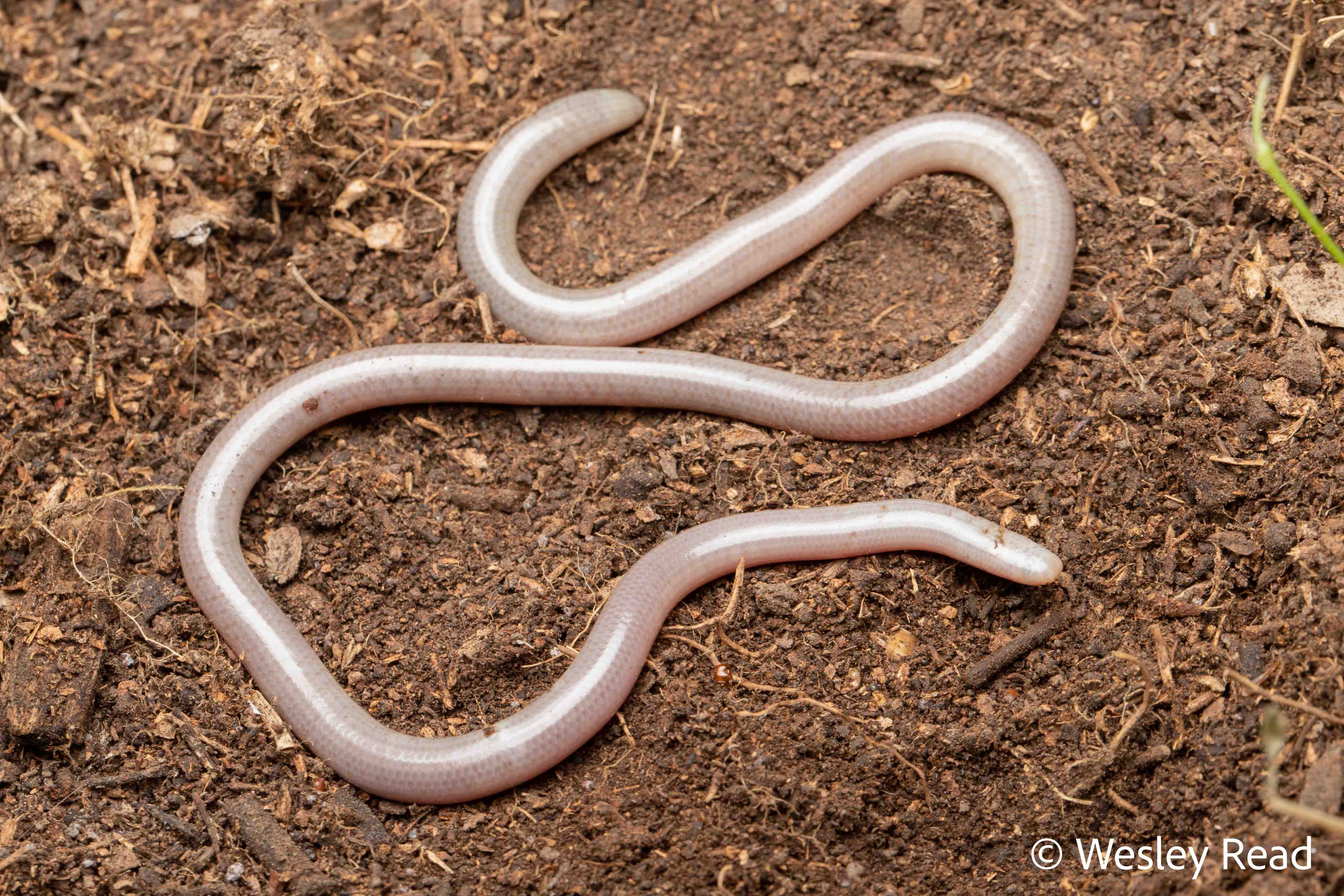 Ramphotyphlops affinis
