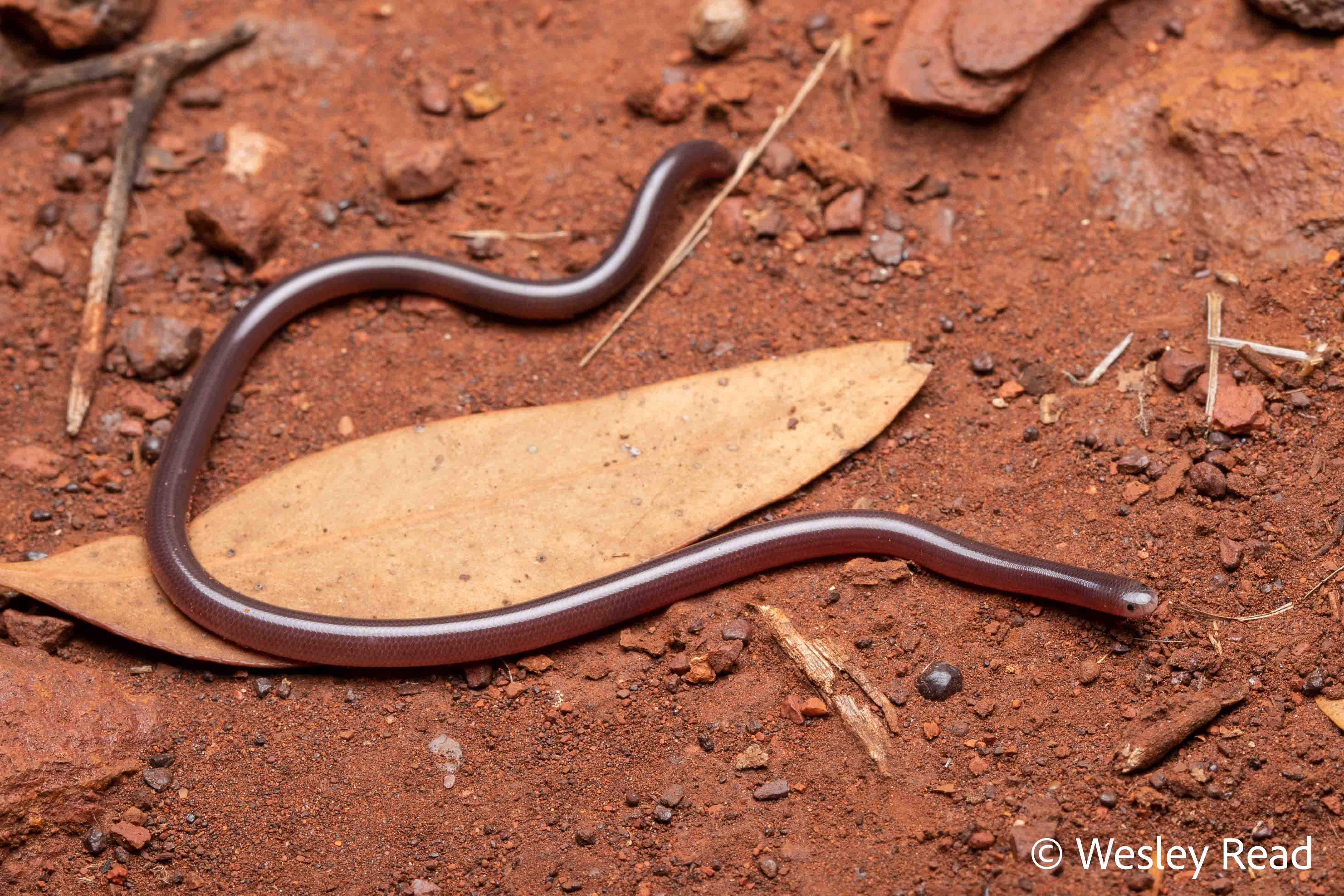 Ramphotyphlops ammodytes
