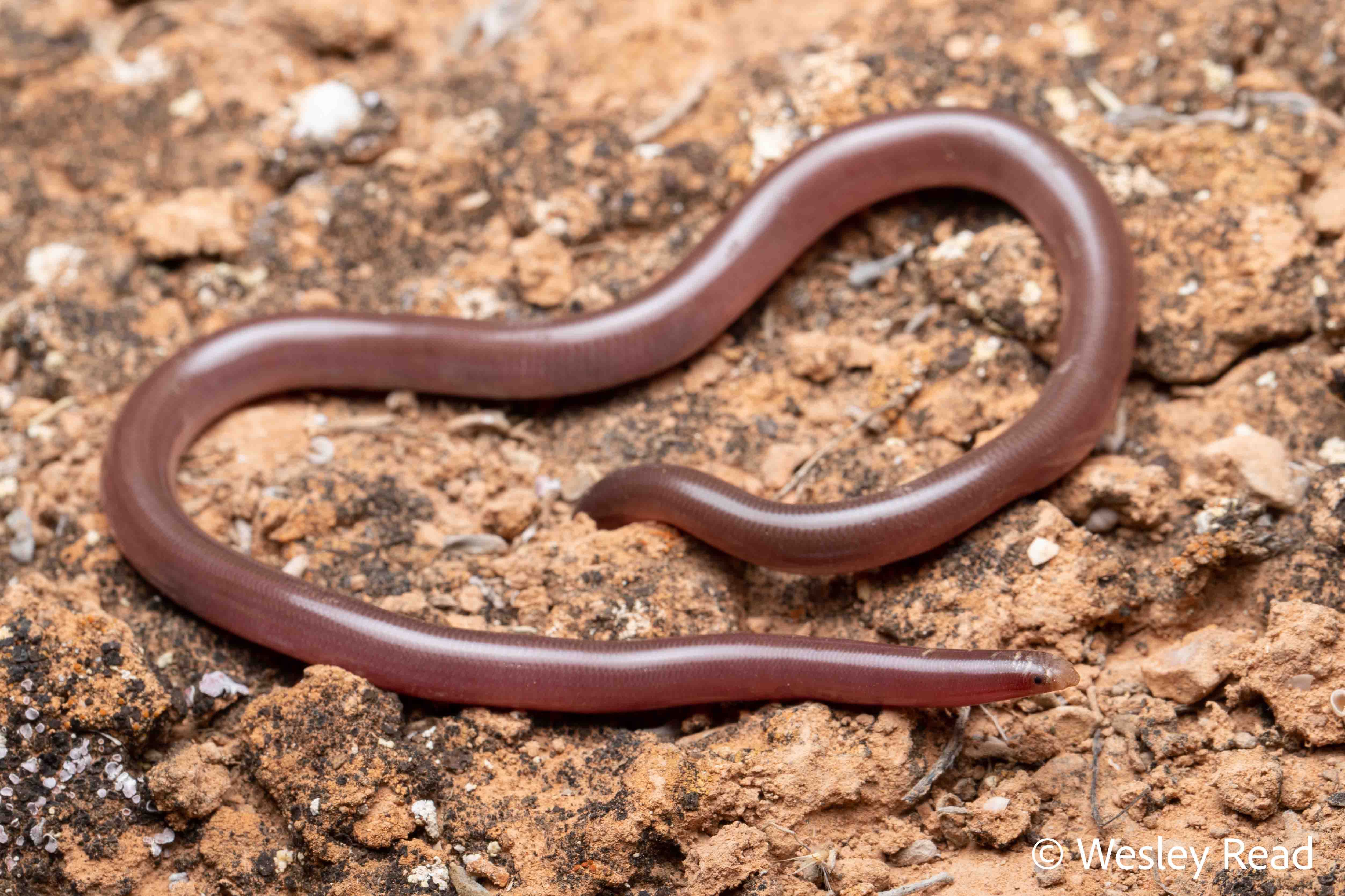 Ramphotyphlops bituberculatus