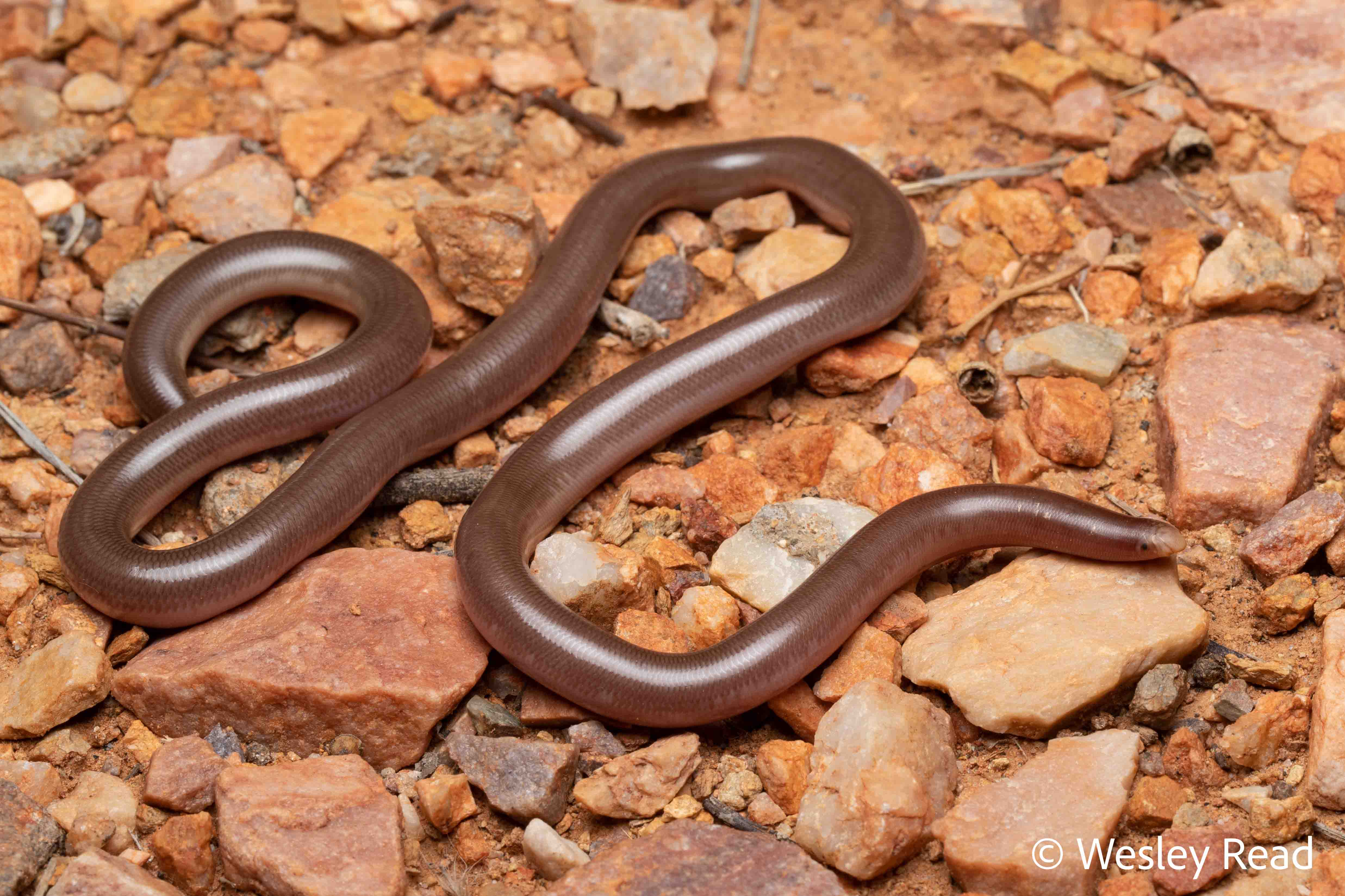 Ramphotyphlops bituberculatus