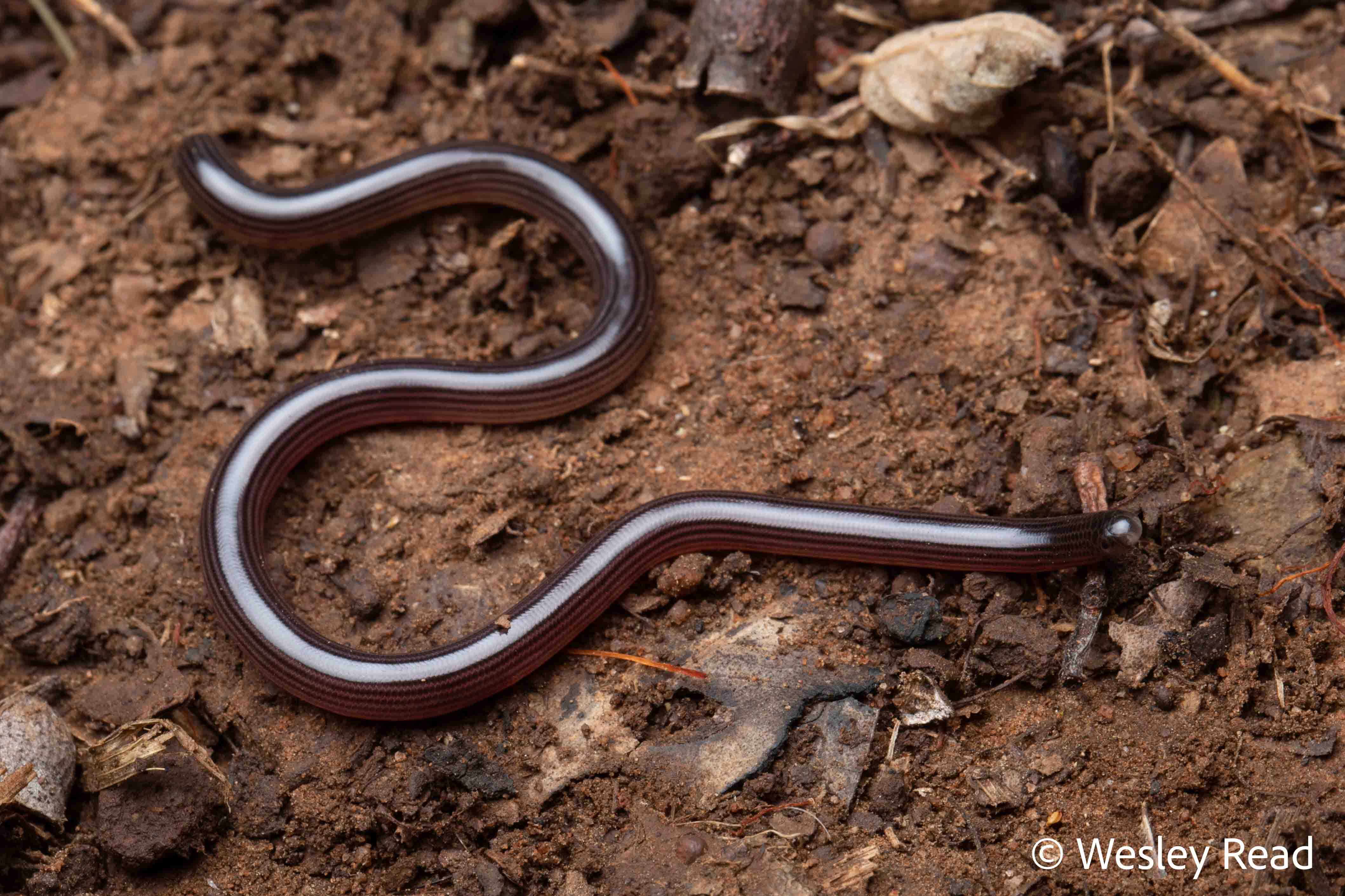 Ramphotyphlops broomi