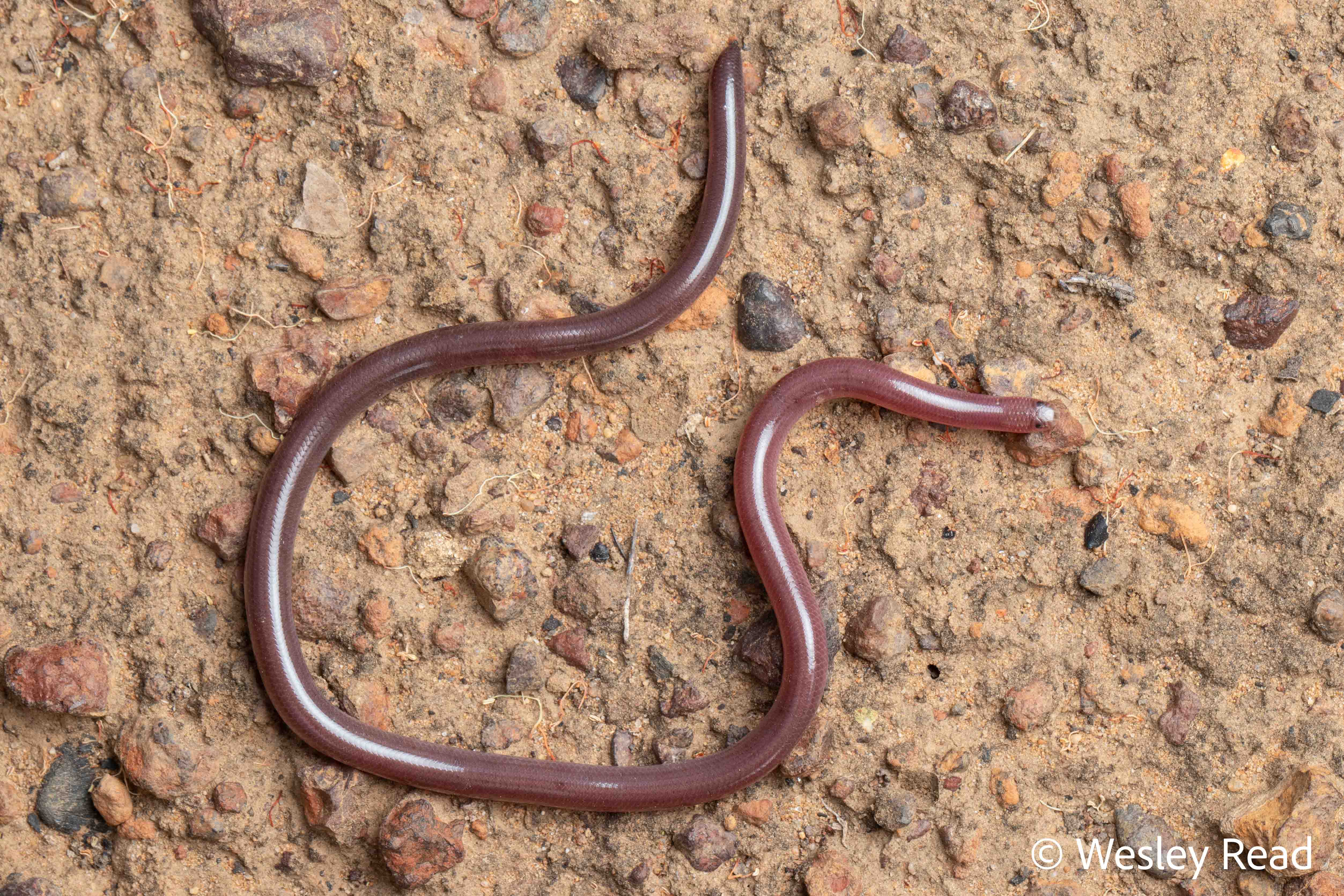 Ramphotyphlops diversus