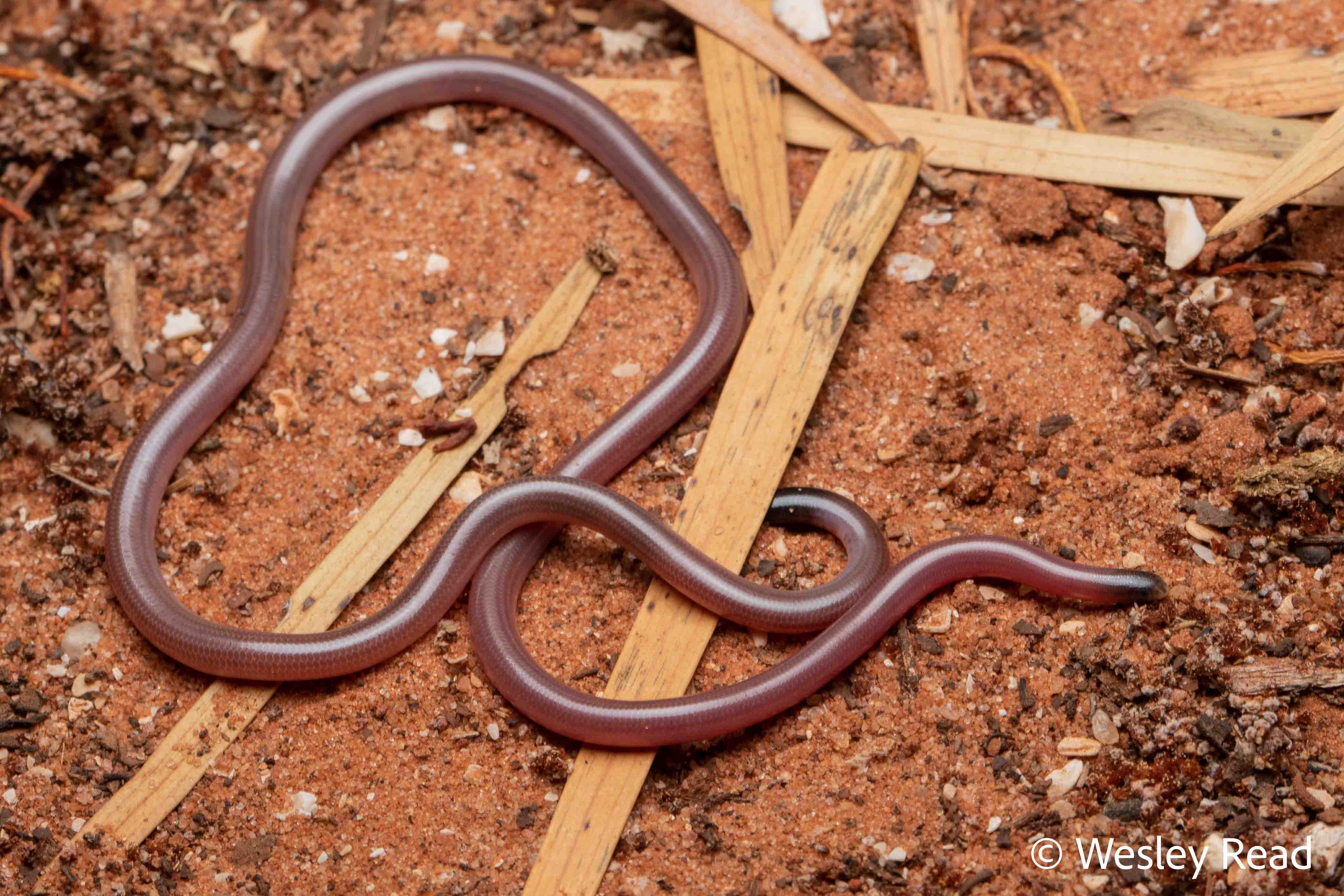 Ramphotyphlops grypus