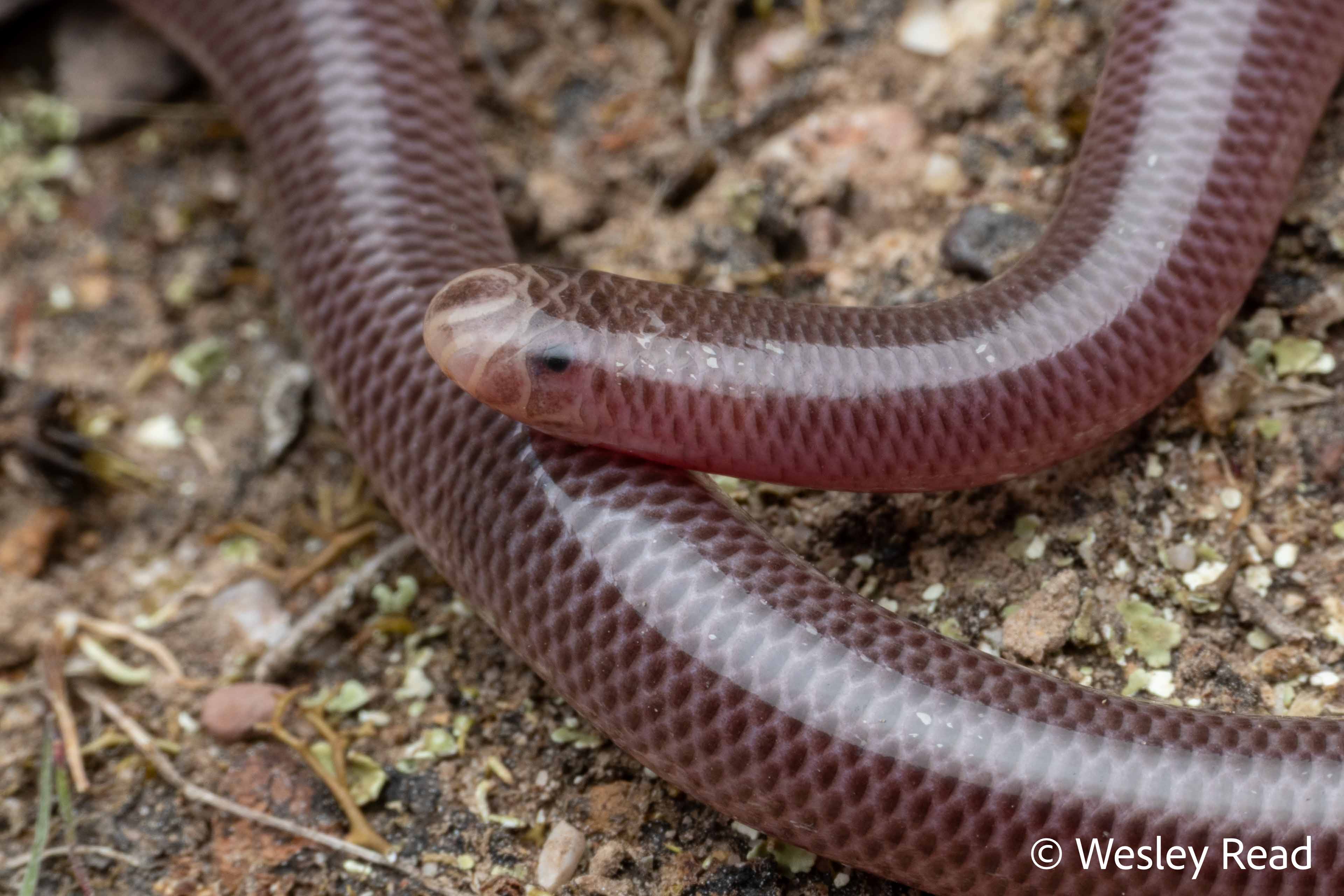 Ramphotyphlops nigrescens