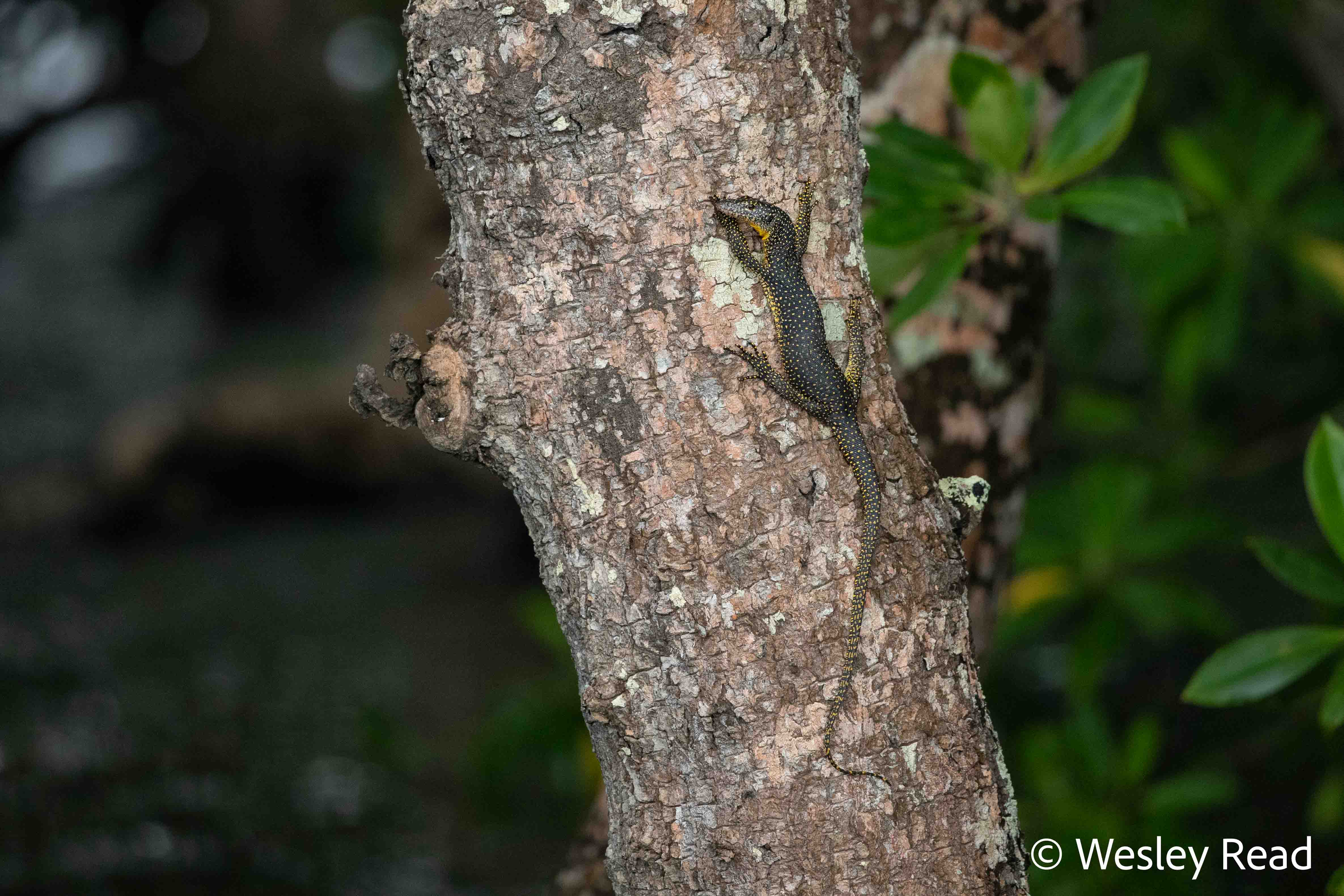 Varanus indicus