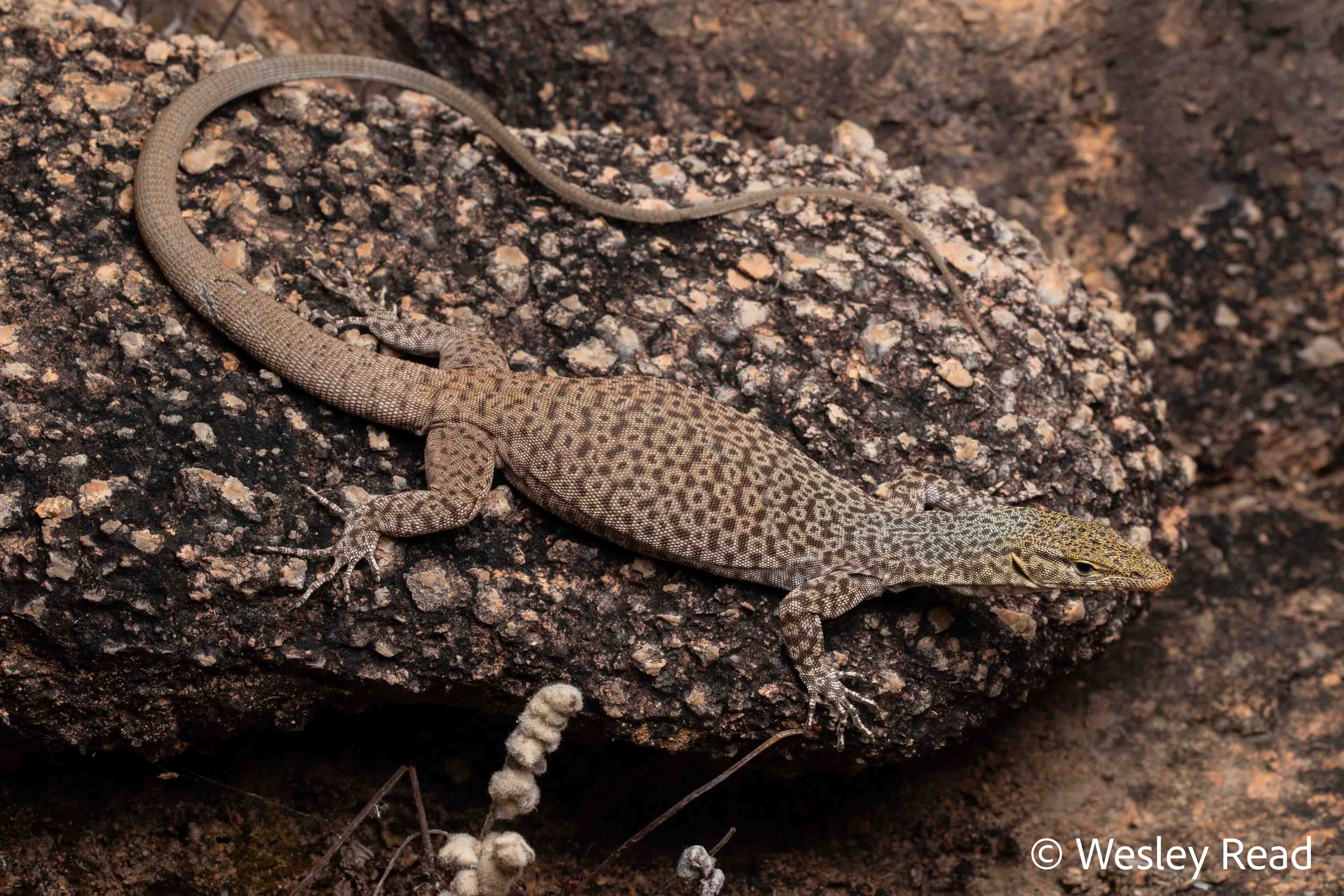 Varanus iridis