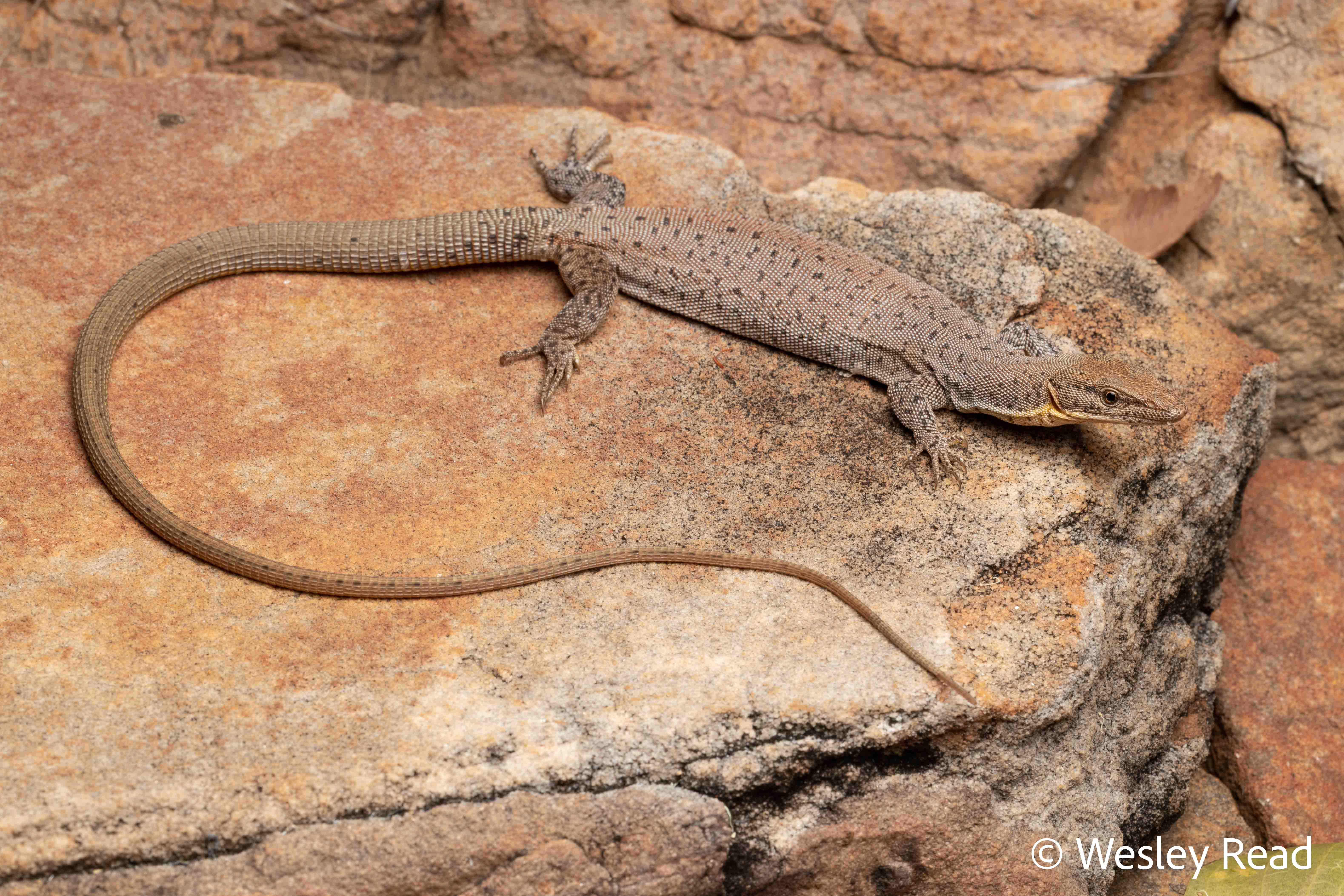 Varanus kingorum