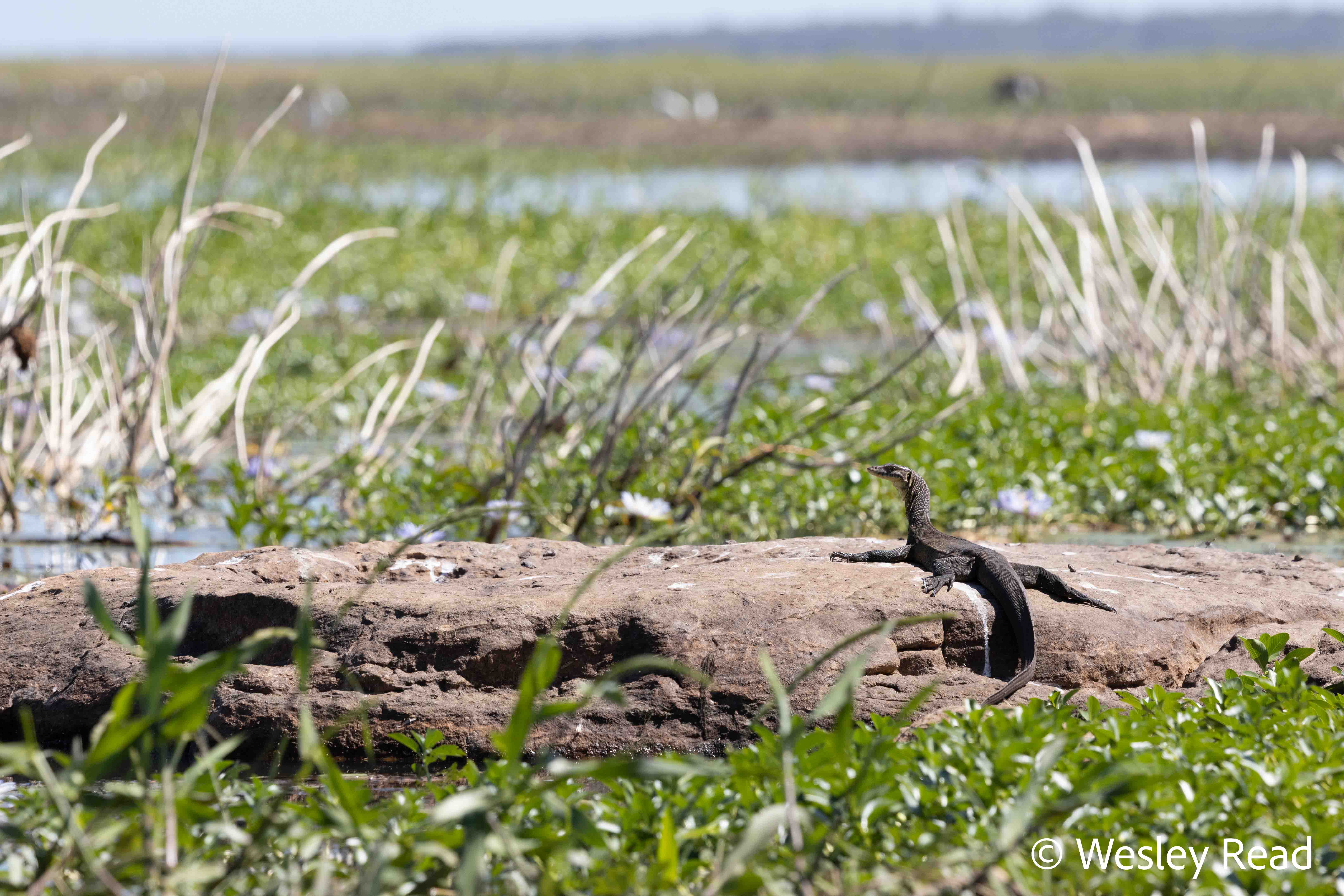 Varanus mertensi