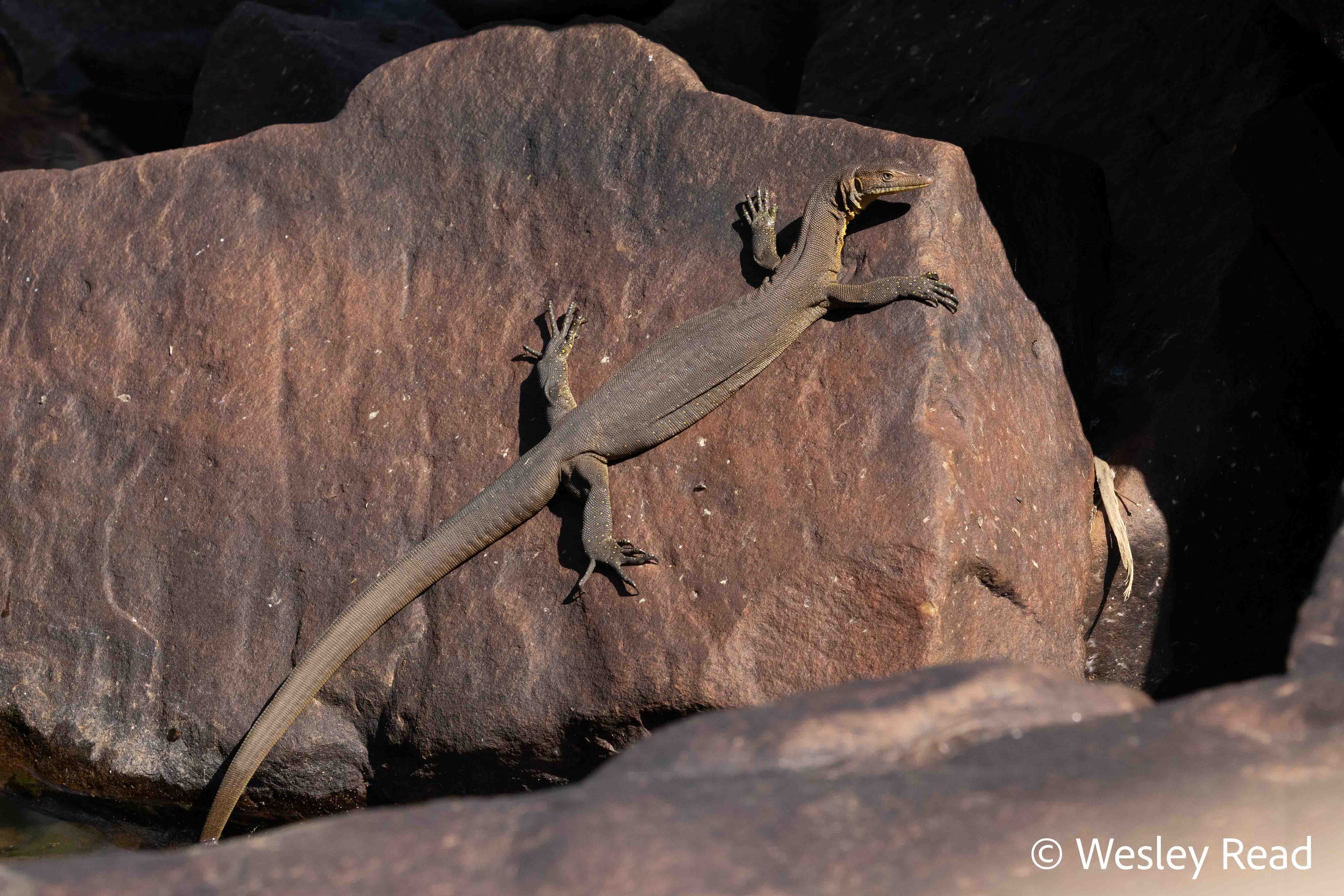 Varanus mertensi