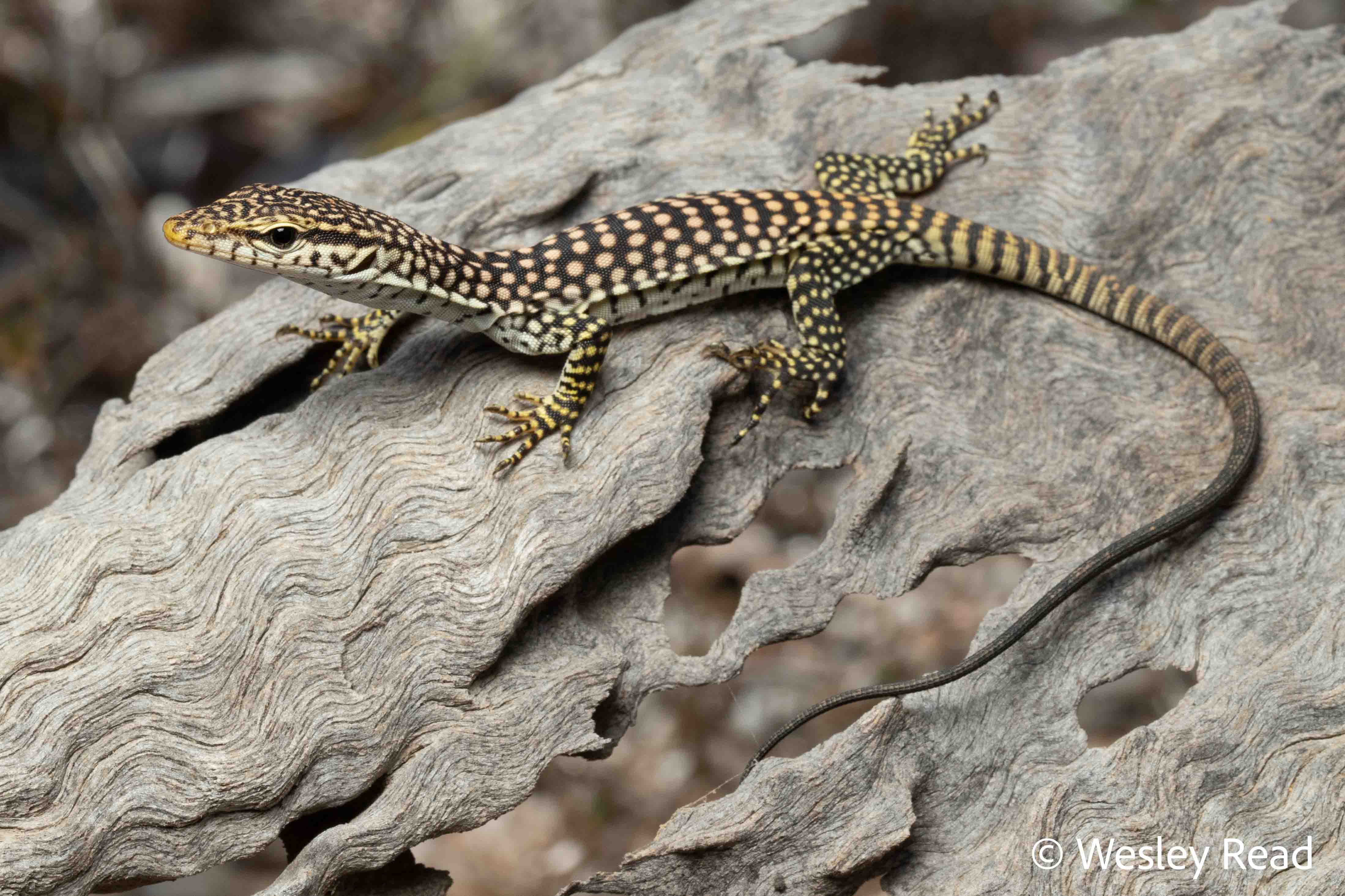 Varanus orientalis