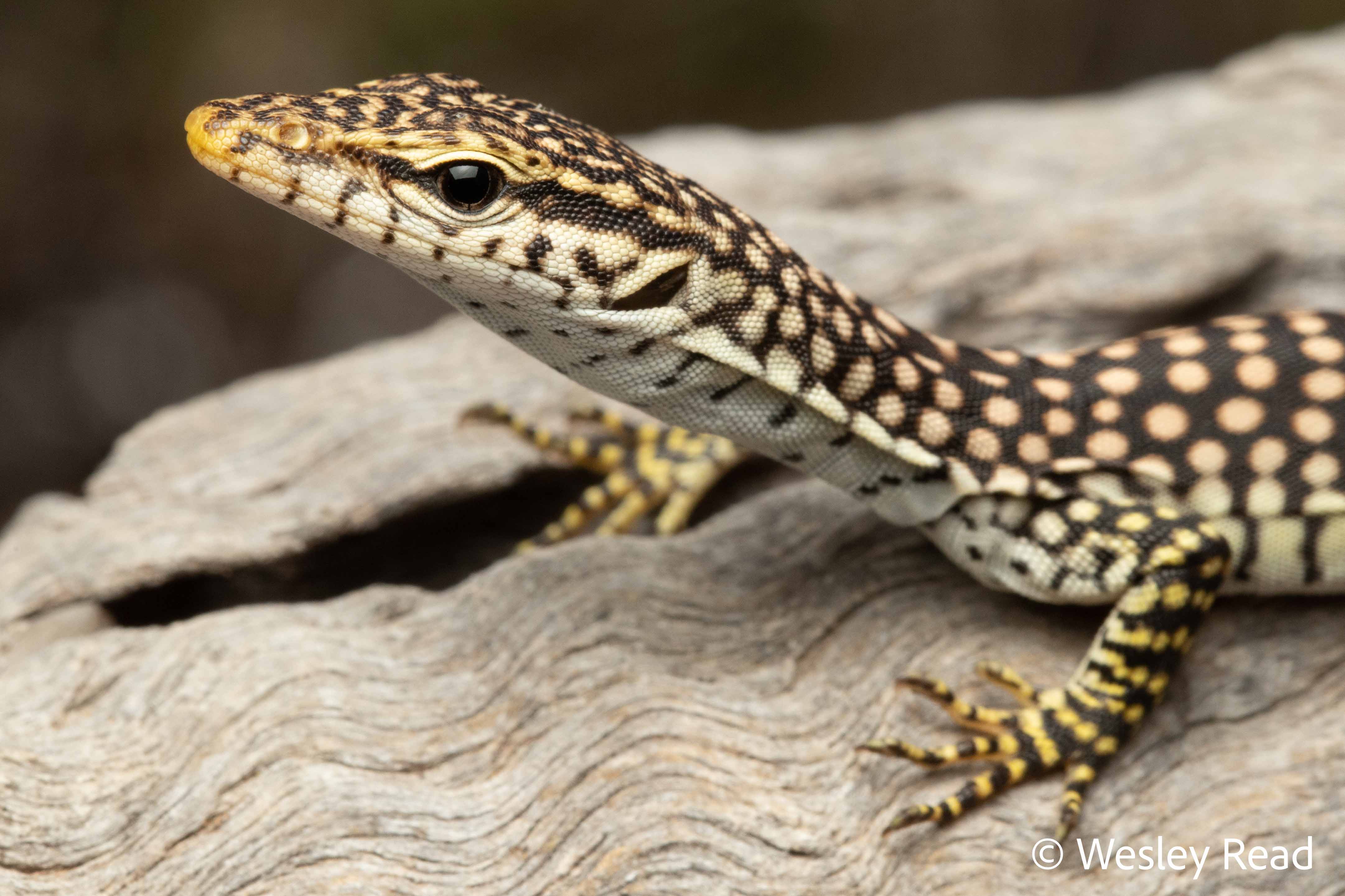 Varanus orientalis