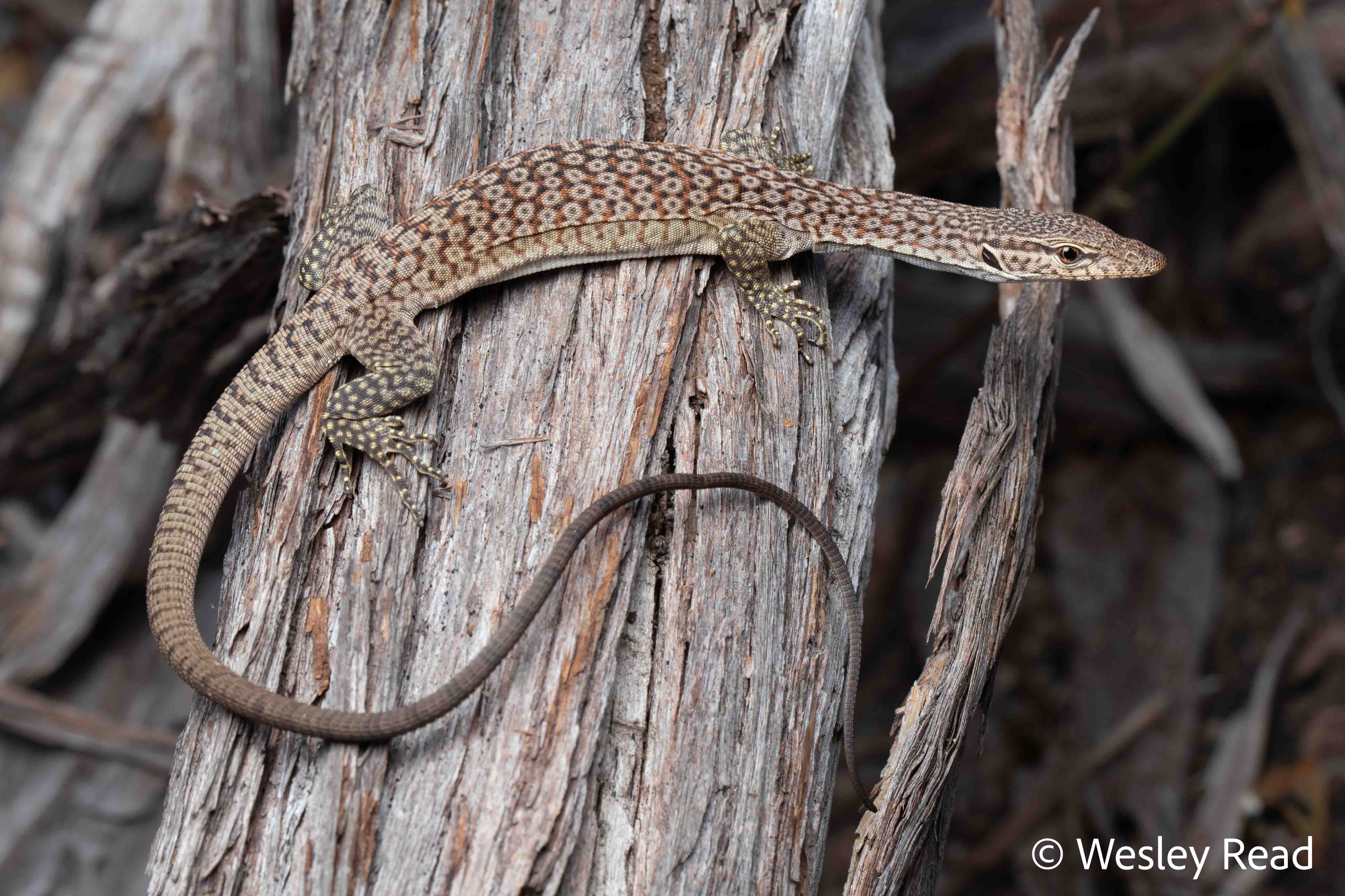 Varanus orientalis
