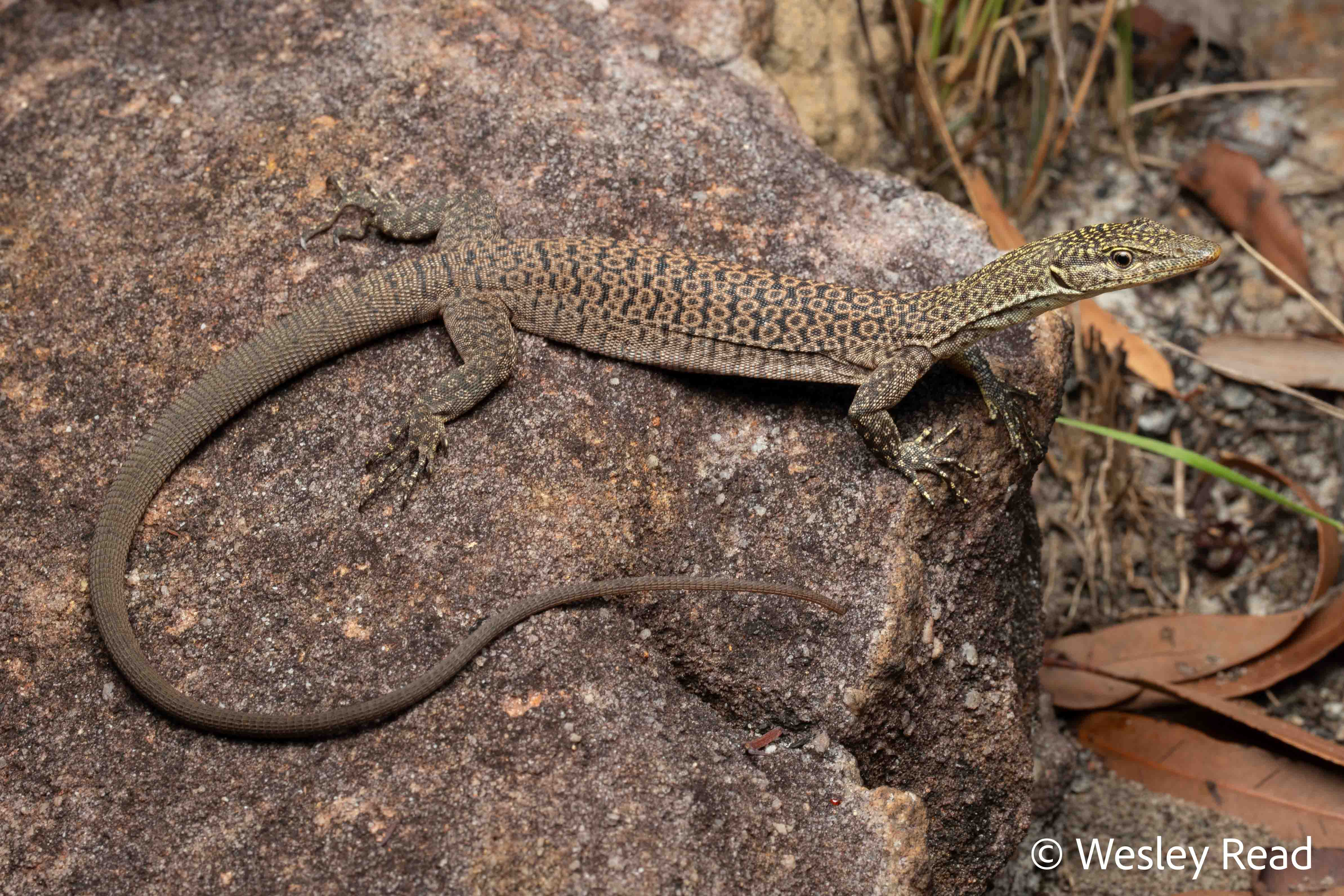 Varanus phosphoros