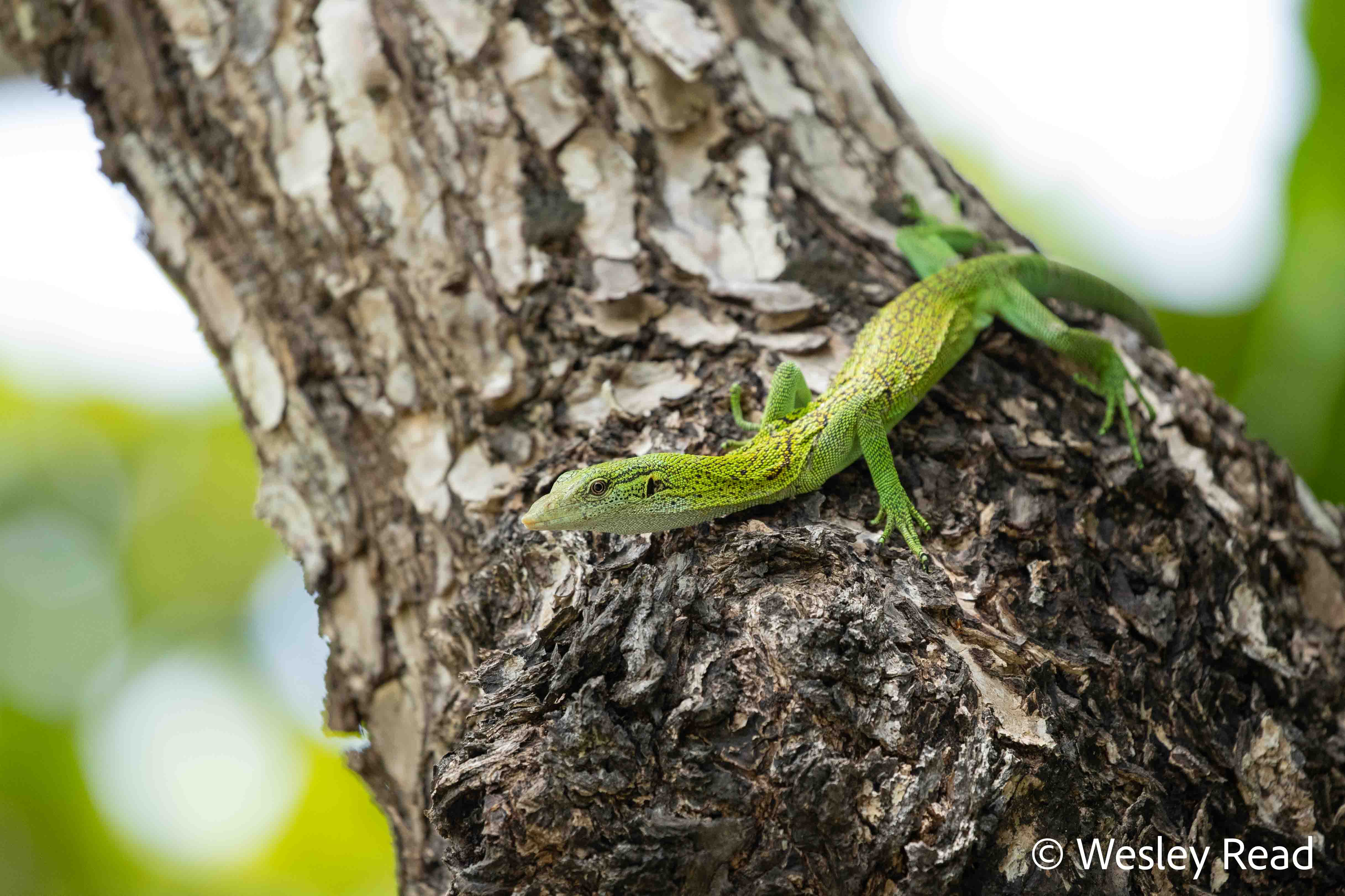 Varanus prasinus
