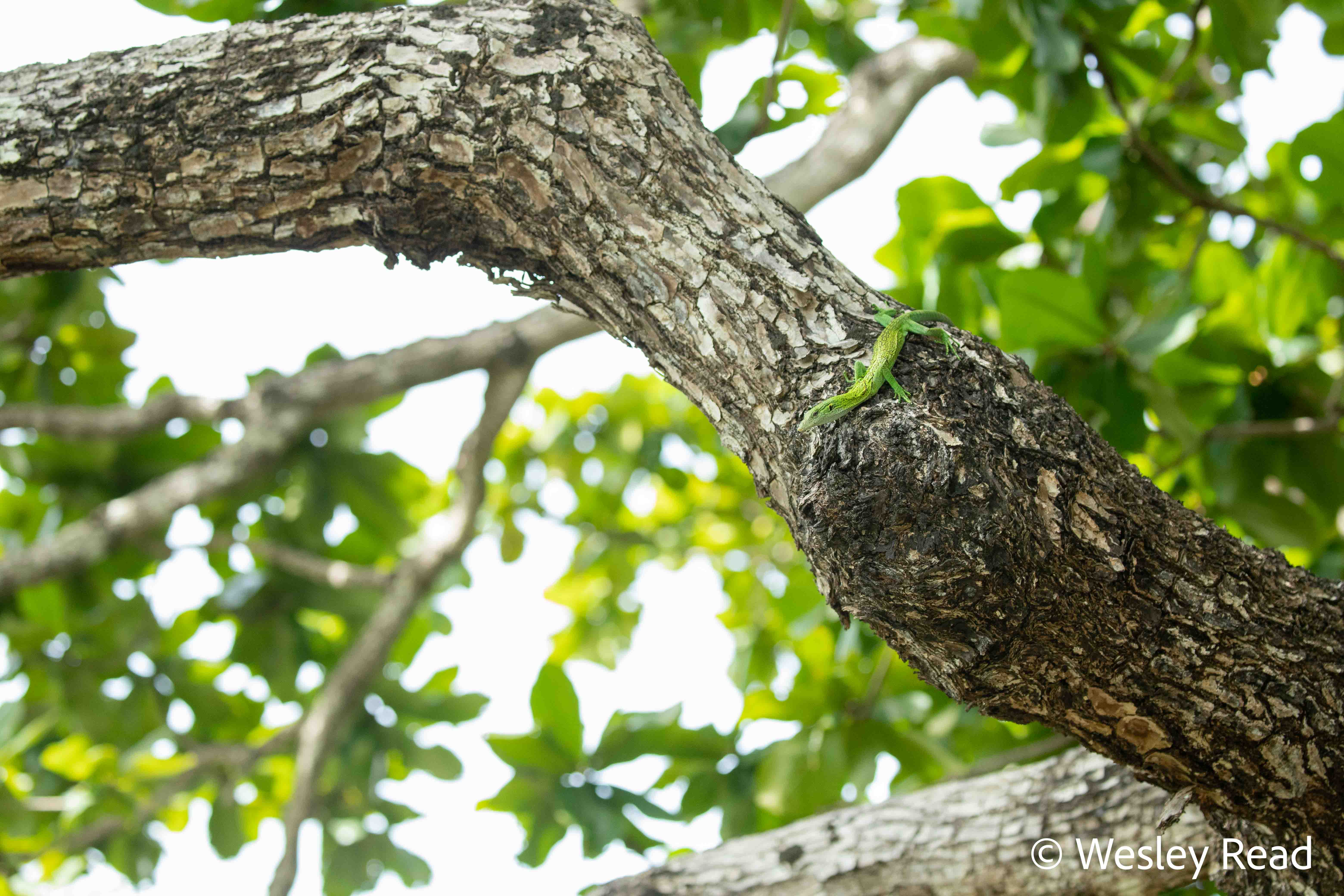 Varanus prasinus