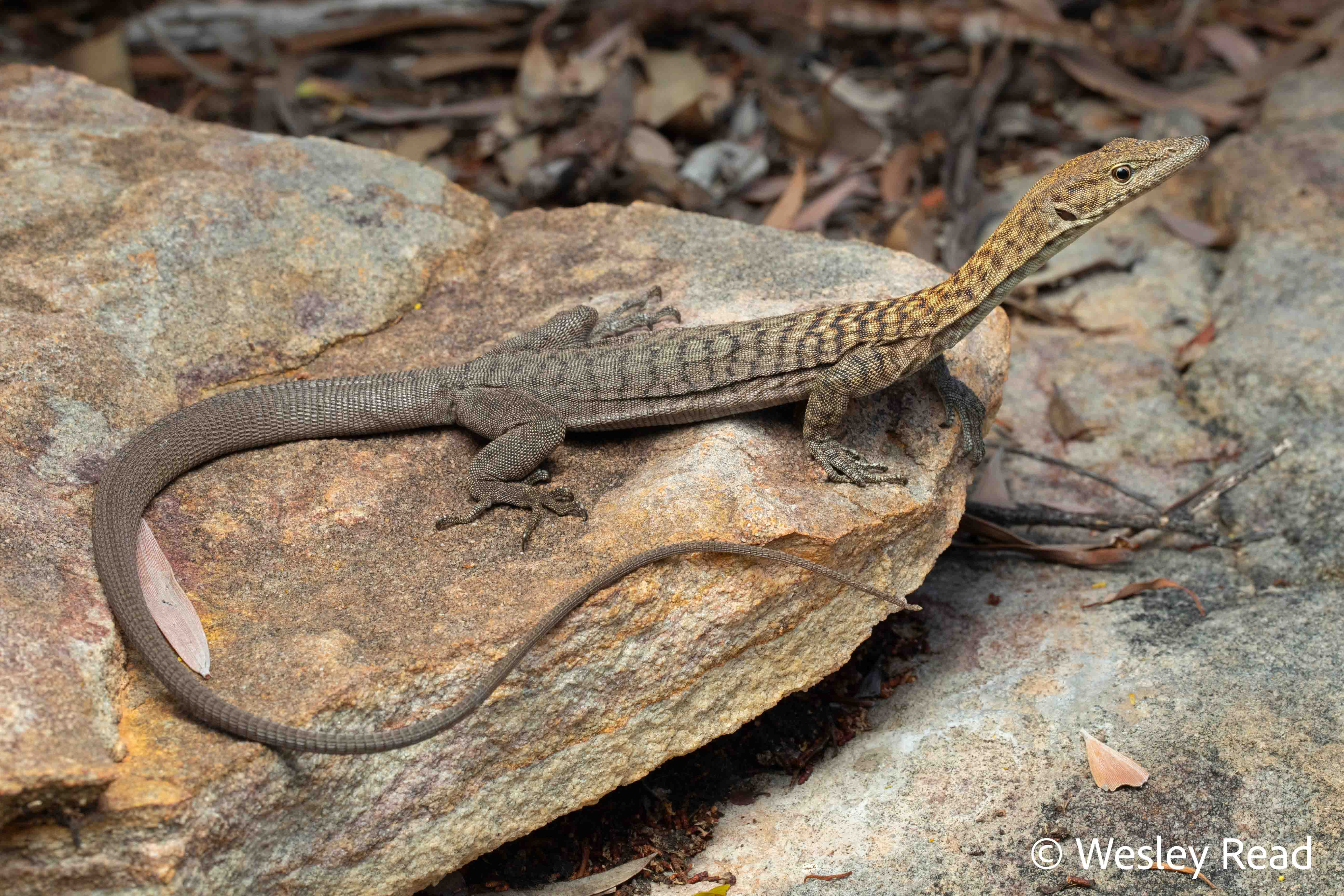 Varanus umbra